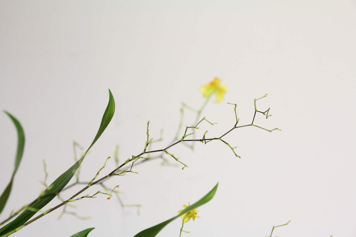 文心兰从抽花剑到开花要多久，抽花剑后怎么养护
