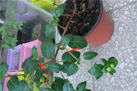 大雪天，这3种花扔土里就活，来年红红火火，开成一片！