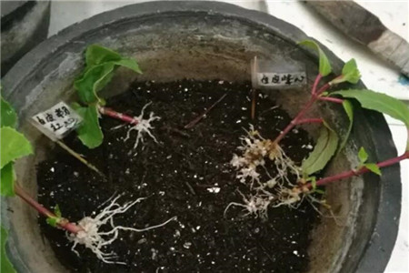 大雪天，这3种花扔土里就活，来年红红火火，开成一片！