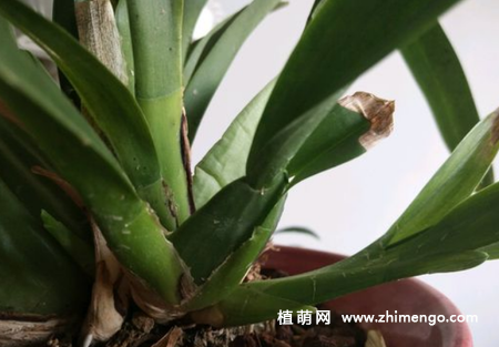 文心兰怎么繁殖，2种繁殖方式