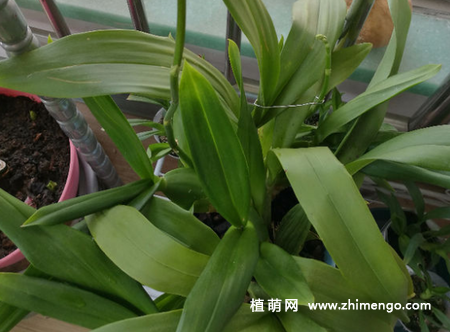 文心兰怎么繁殖，2种繁殖方式