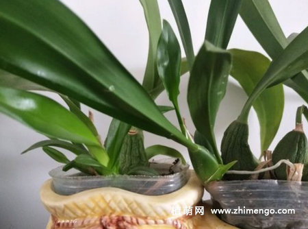 文心兰怎么繁殖，2种繁殖方式