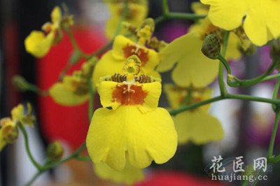 文心兰的养殖方法介绍