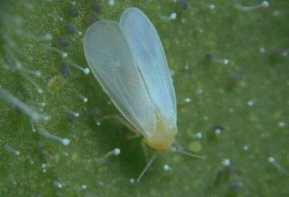 文心兰的病虫害防治技巧