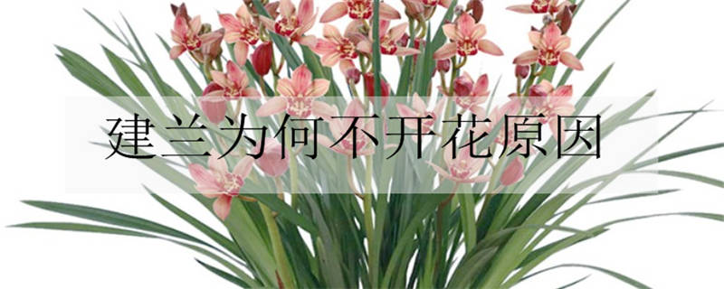 建兰为何不开花的原因