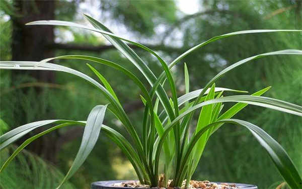 墨兰一年发几次芽 如何促进长芽