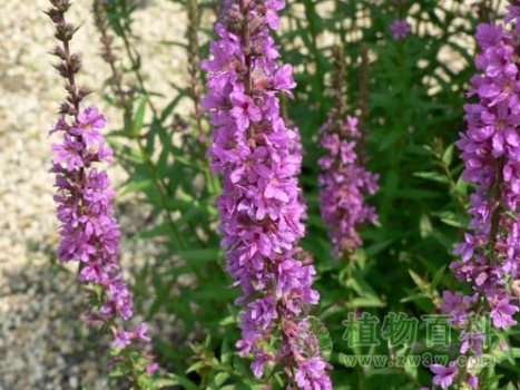【认识千屈菜】千屈菜简介