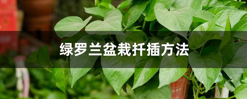 绿罗兰盆栽扦插方法
