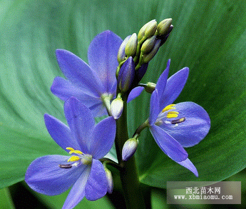 雨久花的养殖方法