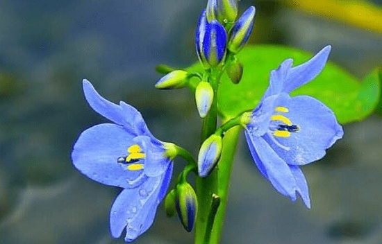 雨久花图片大图！雨久花图片高清大图！