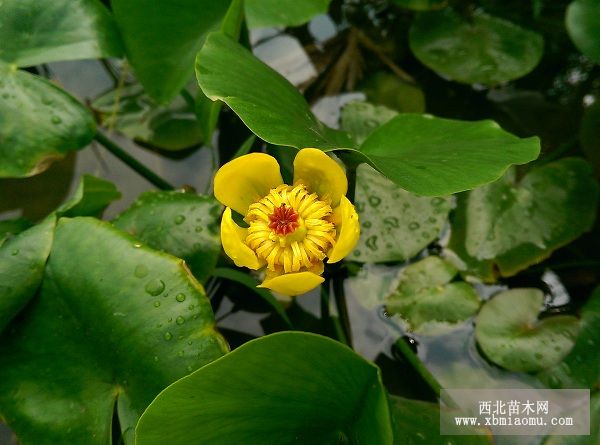 萍蓬草的栽培及养护技术