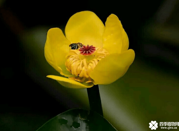 萍蓬草怎么养