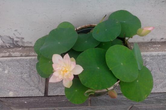 碗莲可以用沙子养吗，碗莲的无土种植方法/器皿很重要