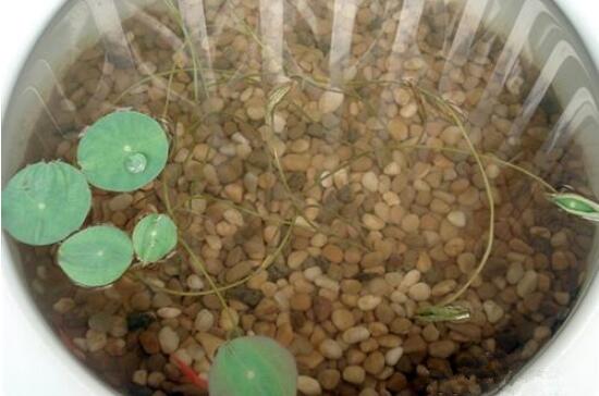 碗莲可以用沙子养吗，碗莲的无土种植方法/器皿很重要