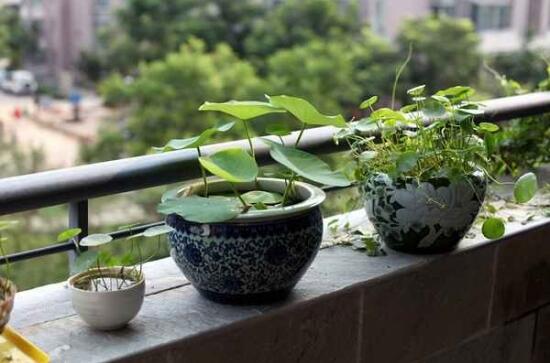 碗莲可以用沙子养吗，碗莲的无土种植方法/器皿很重要