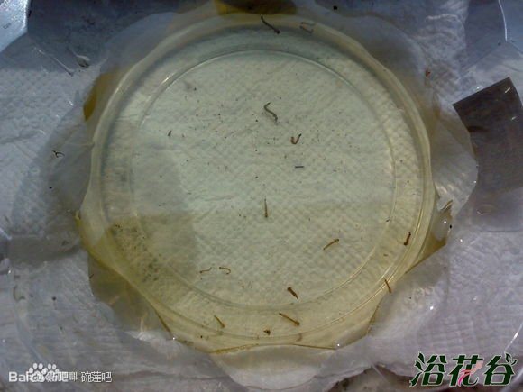 碗莲水里虫子的清理方法