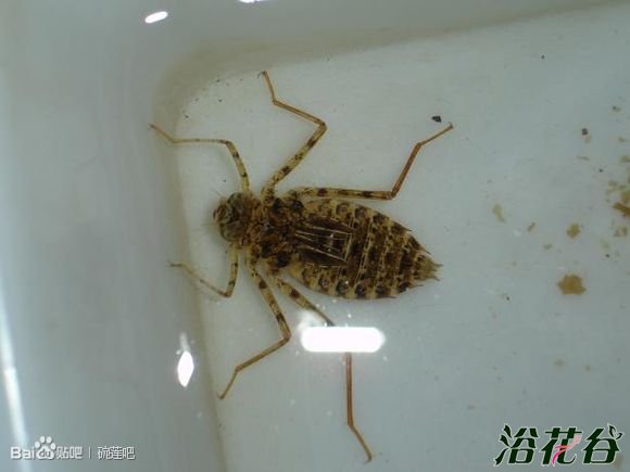 碗莲水里虫子的清理方法