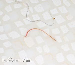 碗莲水里虫子的清理方法