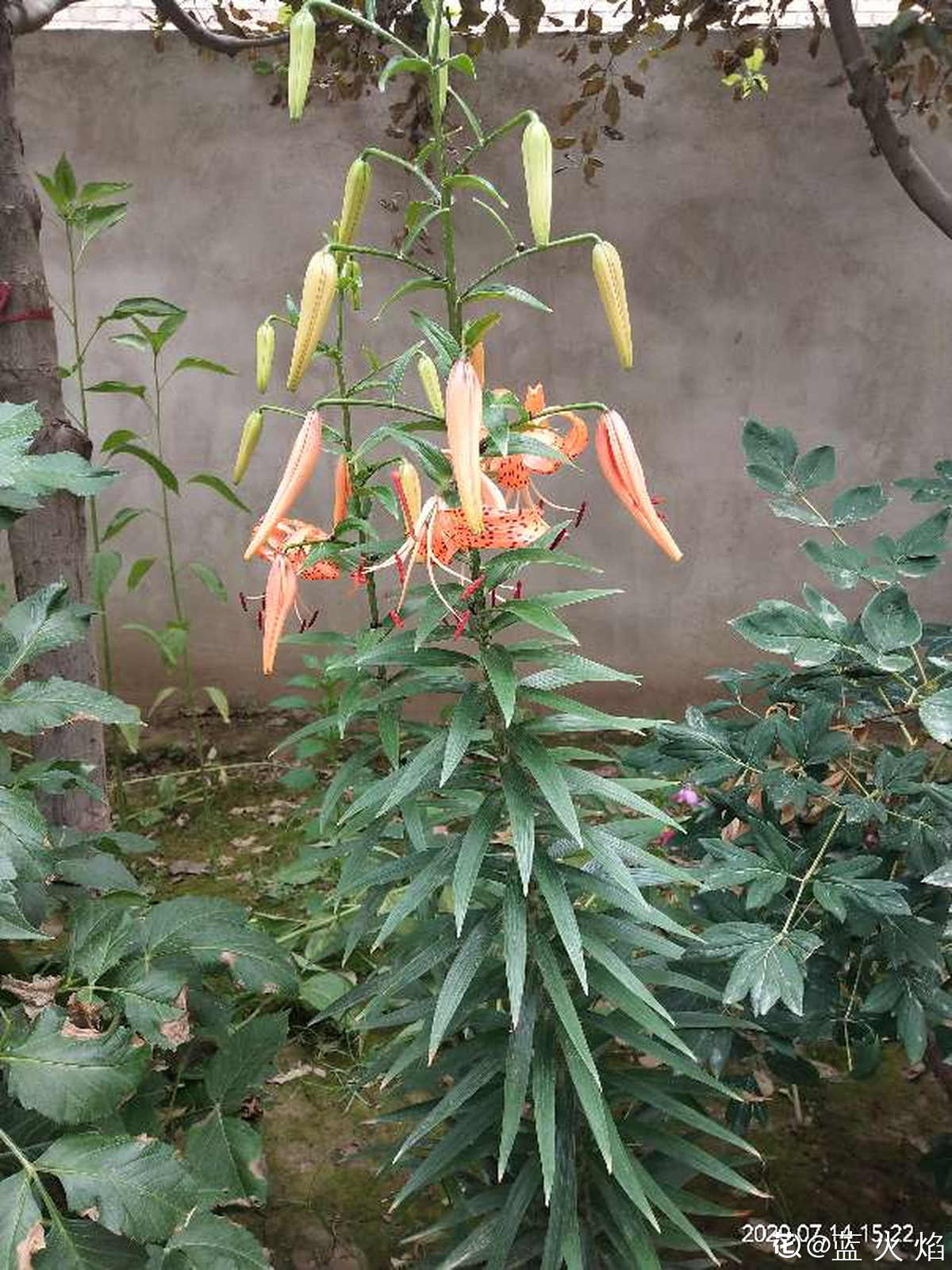 卷丹百合的种植方法