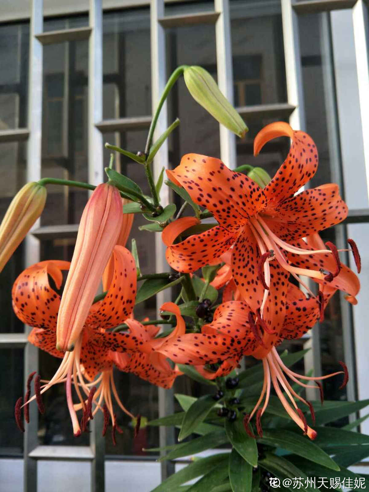 卷丹百合的种植方法