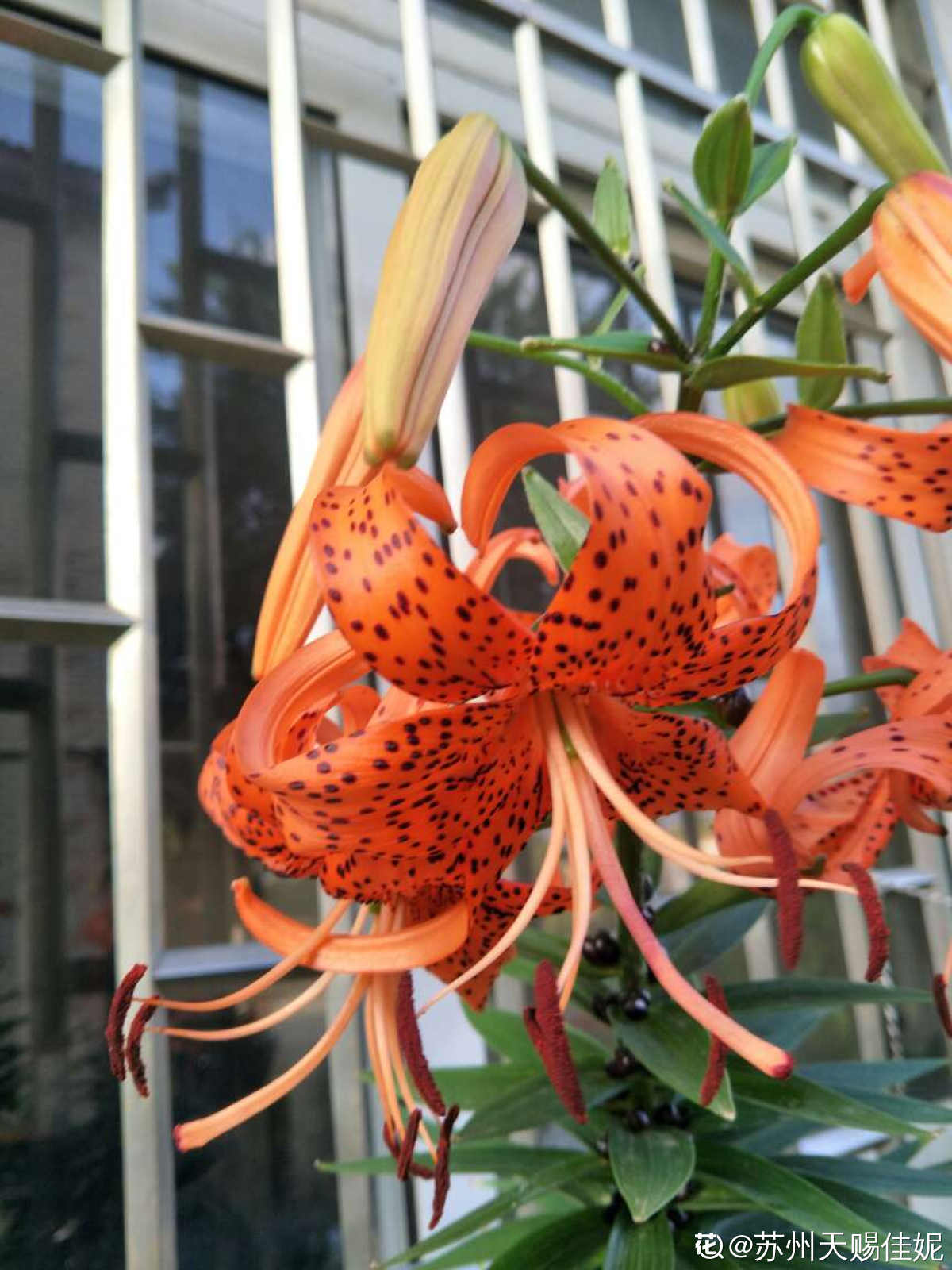卷丹百合的种植方法