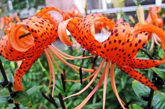 卷丹百合的花语是什么(卷丹花寓意)