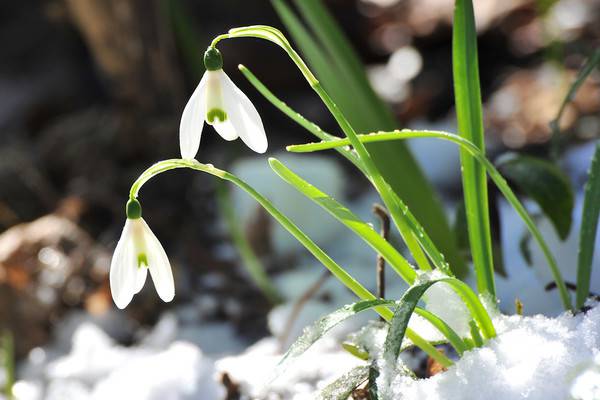 雪滴花的养殖方法,雪滴花怎么养