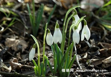 雪滴花怎么繁殖，雪滴花分球方法和注意事项