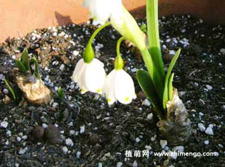 雪滴花怎么繁殖，雪滴花分球方法和注意事项