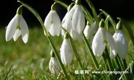 雪滴花图片