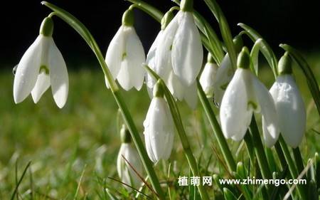 雪滴花图片