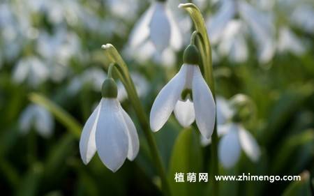 雪滴花图片