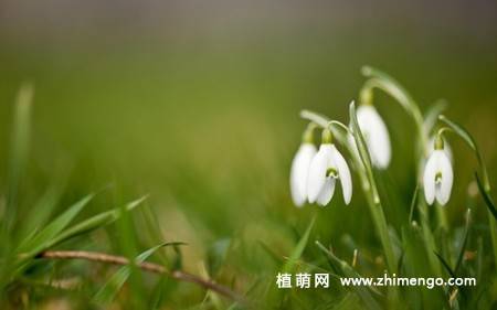 雪滴花图片
