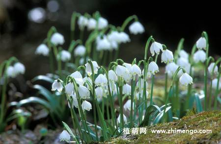 雪滴花图片
