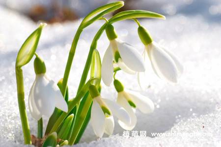 雪滴花图片