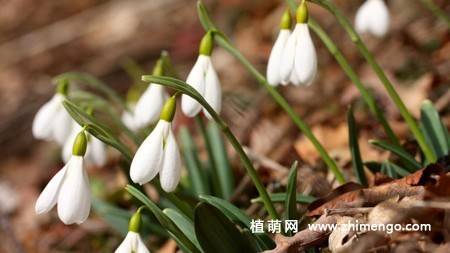 雪滴花图片
