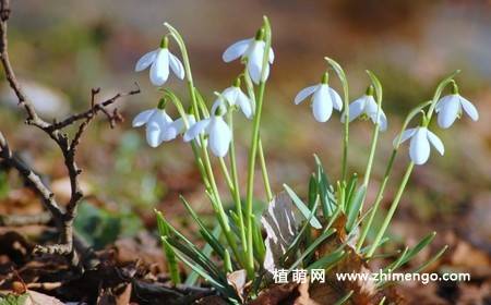雪滴花图片