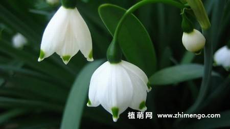 雪滴花图片