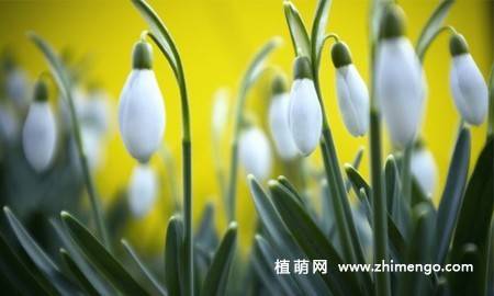雪滴花图片