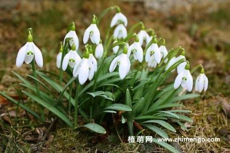雪滴花图片