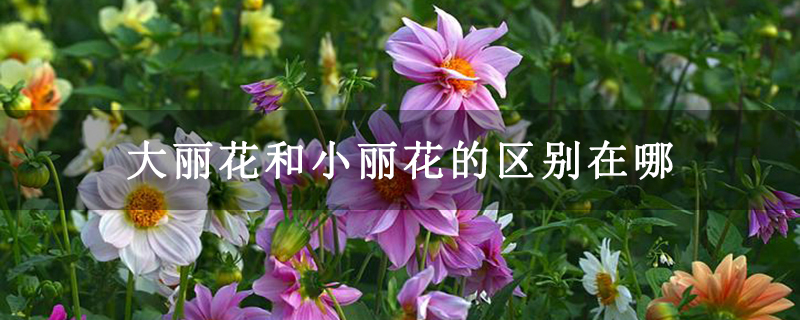 大丽花和小丽花的区别在哪