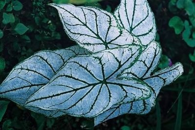 五彩芋（彩叶芋）品种大全