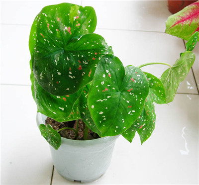 五彩芋（彩叶芋）品种大全