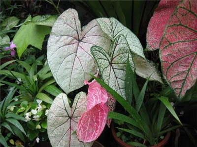 五彩芋（彩叶芋）品种大全