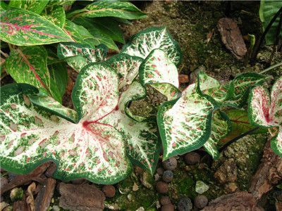 五彩芋（彩叶芋）品种大全