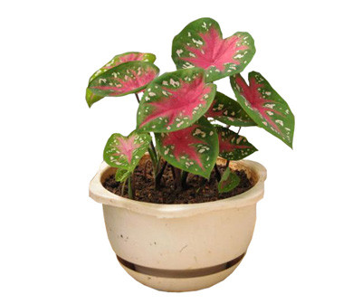 五彩芋（彩叶芋）品种大全