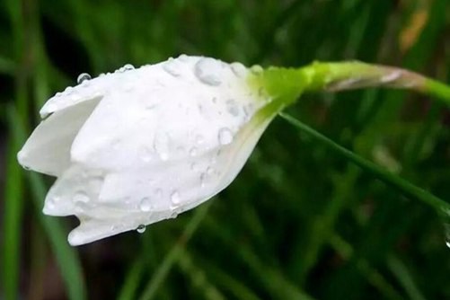 白花葱兰的养殖方法，了解好这几点，养好白花葱兰不再困难