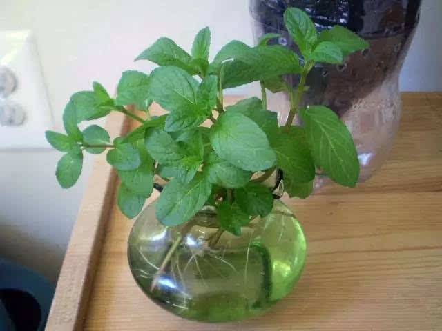 薄荷可以水培吗 水培薄荷的方法步骤图看这里