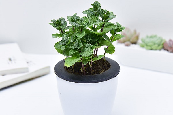薄荷烂根了怎么办 根烂怎么处理能救活