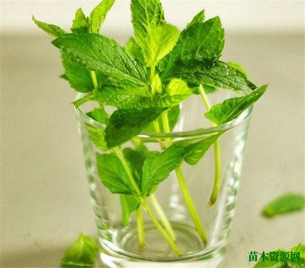 薄荷叶子发黄怎么回事 薄荷怎么养